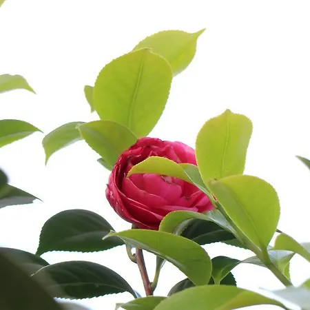 Σπίτι διακοπών Maestrale *